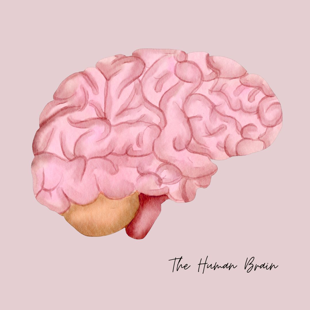 Brain